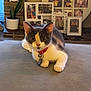 cat, pet, collar, bell, indoor, potted_plant, clock, photographs, family_photos, sofa, gray_surface, curious, feline, home_interior, decoration, cozy, animal, resting, closeup, mammal