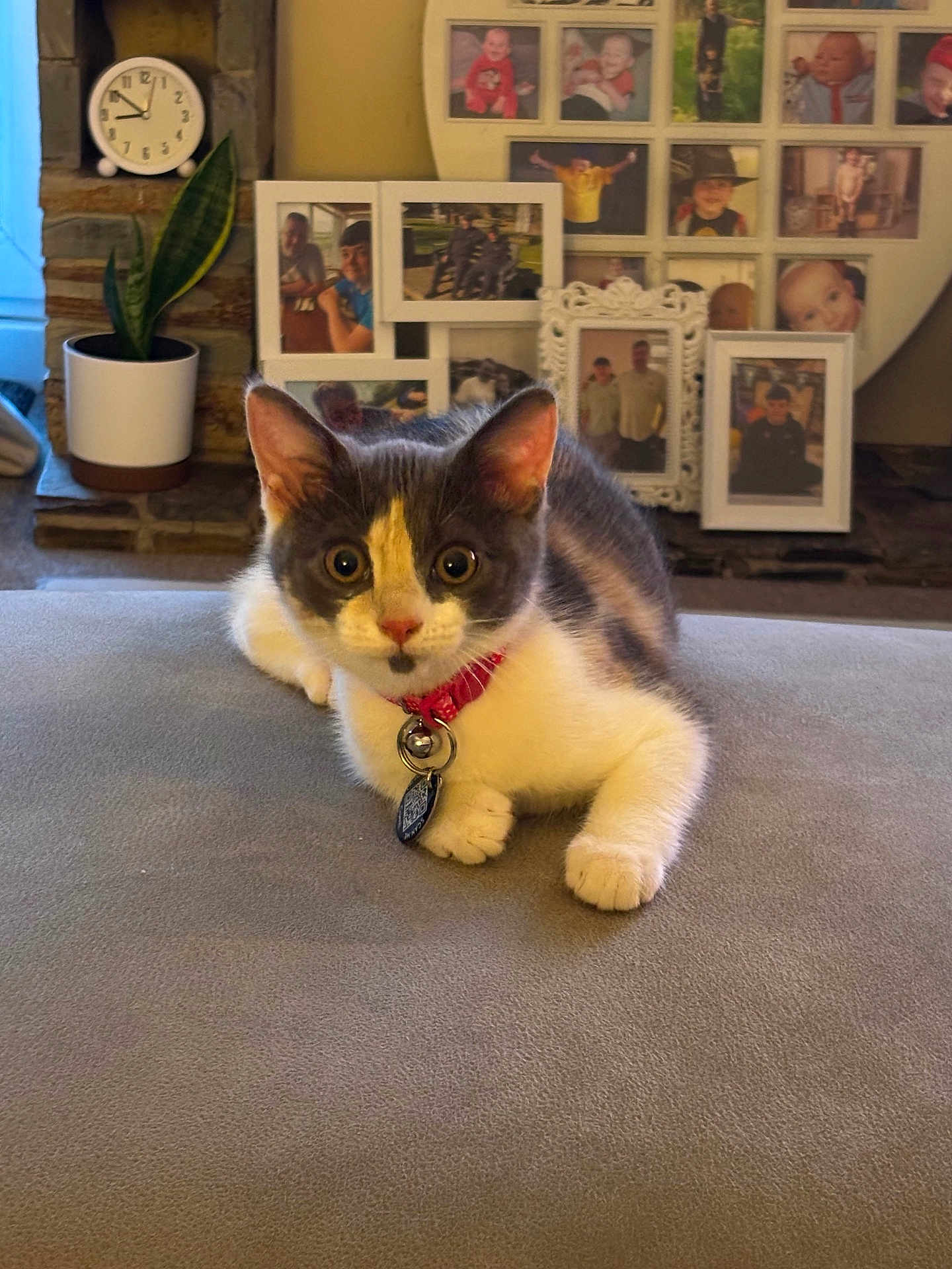 Kitkat is registered to the contest to win money with this photo: cat, pet, collar, bell, indoor, potted_plant, clock, photographs, family_photos, sofa, gray_surface, curious, feline, home_interior, decoration, cozy, animal, resting, closeup, mammal