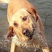 O'Neill a rejoint le concours — aidez-le/la à gagner de superbes lots ! dog, golden_retriever, water, splash, lake, animal, playful, wet, outdoor, nature, pet, mammal, canine, fur, energetic, happy, shake, motion, summer, joy