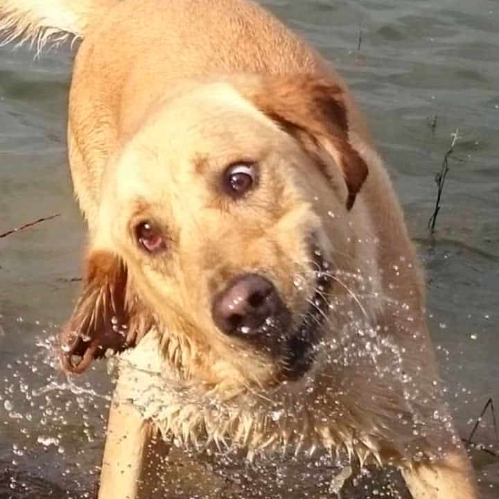 O'Neill a rejoint le concours — aidez-le/la à gagner de superbes lots ! animal, canine, dog, energetic, fur, golden_retriever, happy, joy, lake, mammal, motion, nature, outdoor, pet, playful, shake, splash, summer, water, wet