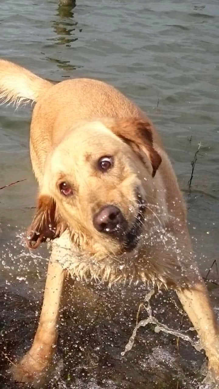 O'Neill a rejoint le concours — aidez-le/la à gagner de superbes lots ! dog, golden_retriever, water, splash, lake, animal, playful, wet, outdoor, nature, pet, mammal, canine, fur, energetic, happy, shake, motion, summer, joy