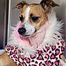 animal, blanket, calm, canine, clothing, coat, cute, dog, fur, fur_collar, heart_pattern, indoor, looking_away, mammal, pet, pink, portrait, resting, seated, small_dog