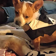 Trainwreck joined the competition — help win amazing prizes! dog, canine, pet, brown_dog, pointed_ears, short_hair, animal, sleeping, resting, cozy, blanket, clothing, laundry, bed, indoor, home, person, wristwatch, close_up, portrait