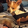 dog, canine, pet, brown_dog, pointed_ears, short_hair, animal, sleeping, resting, cozy, blanket, clothing, laundry, bed, indoor, home, person, wristwatch, close_up, portrait