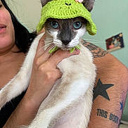 President joined the competition — help win amazing prizes! animal, blue_eyes, cat, close_up, costume, cute, expression, face, feline, frog_hat, funny, hand, indoor, knitted_hat, person, pet, portrait, tattoo, tattooed_arm, whiskers