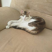 Socrate participe au concours pour gagner de l'argent avec cette photo : animal, beige, cat, comfortable, couch, curious, domestic, ears, feline, fur, home, indoor, paw, pet, relaxed, resting, sleepy, soft_light, tail, whiskers