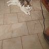 Socrate participe au concours pour gagner de l'argent avec cette photo : animal, brown, cable, cat, curious, domestic_cat, ears, floor, floor_tiles, household, indoor, looking, patches, pet, resting, tile_grout, tiled_floor, whiskers, white, wicker_basket