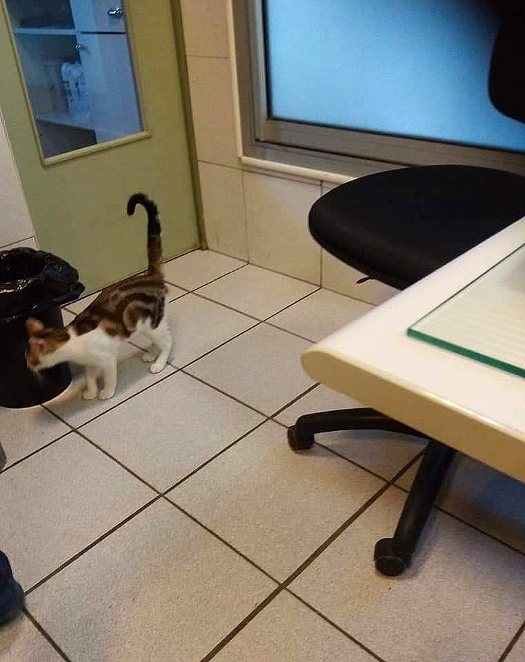 Socrate a rejoint le concours — aidez-le/la à gagner de superbes lots ! carnivore, cat, comfort, computer_desk, desk, felidae, floor, flooring, hardwood, interior_design, laminate_flooring, picture_frame, rectangle, small_to_medium_sized_cats, table, tail, television, whiskers, window, wood