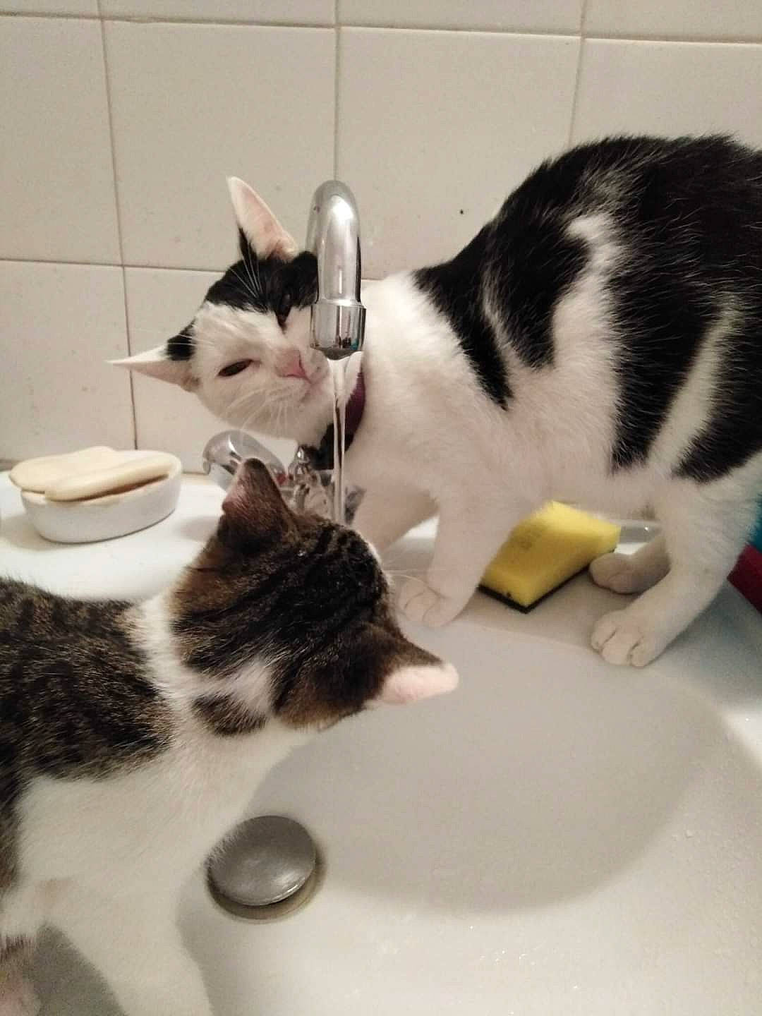 Peluche participe au concours pour gagner de l'argent avec cette photo : bathroom_sink, carnivore, cat, domestic_short_haired_cat, drinkware, felidae, fur, plate, plumbing, plumbing_fixture, porcelain, serveware, sink, small_to_medium_sized_cats, snout, tableware, tail, tap, vertebrate, whiskers