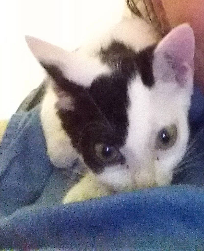 Peluche a rejoint le concours — aidez-le/la à gagner de superbes lots ! canidae, carnivore, cat, comfort, domestic_short_haired_cat, felidae, fur, iris, paw, small_to_medium_sized_cats, snout, tail, terrestrial_animal, whiskers