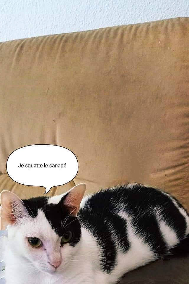 Peluche participe au concours pour gagner de l'argent avec cette photo : carnivore, cat, comfort, domestic_short_haired_cat, felidae, font, formal_wear, fur, linens, paper, paper_product, paw, pet_supply, rectangle, small_to_medium_sized_cats, snout, tail, terrestrial_animal, whiskers, wood