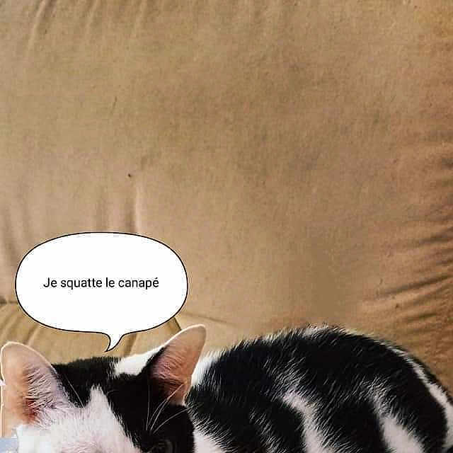 Peluche