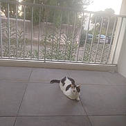 Peluche a rejoint le concours — aidez-le/la à gagner de superbes lots ! animal, balcony, black, calm, cat, daylight, domestic, floor, fur, greenery, nature, outdoor, pet, plant, quiet, railing, relaxation, resting, tile, white