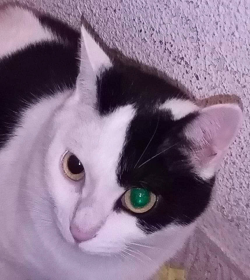 Peluche participe au concours pour gagner de l'argent avec cette photo : carnivore, cat, domestic_short_haired_cat, eye, felidae, fur, hair, head, iris, no_expression, paw, small_to_medium_sized_cats, snout, tail, whiskers, window