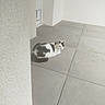 Peluche a rejoint le concours — aidez-le/la à gagner de superbes lots ! animal, black_and_white, calm, cat, corner, domestic_animal, feline, floor, looking, minimalist, natural_light, outdoor, pet, quiet, quiet_moment, relaxing, resting, still_life, tile, wall