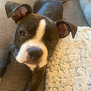 Benson is registered to the contest to win money with this photo: puppy, dog, black_and_white, winking, couch, blanket, indoor, pet, cute, fur, ears, snout, relaxed, lying_down, cozy, texture, home, animal, close_up, playful