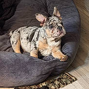Dexter joined the competition — help win amazing prizes! animal, attention, cute, dog, dog_bed, ears, floor, french_bulldog, gray, indoor, lying_down, merle, paw, pet, plush, puppy, resting, snout, sock, wooden_floor