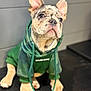 Dexter joined the competition — help win amazing prizes! adorable, animal, black_surface, canine, closeup, cute, dog, ears, face, french_bulldog, green_hoodie, indoor, looking_up, pet, pet_clothing, portrait, puppy, sitting, soft_background, young