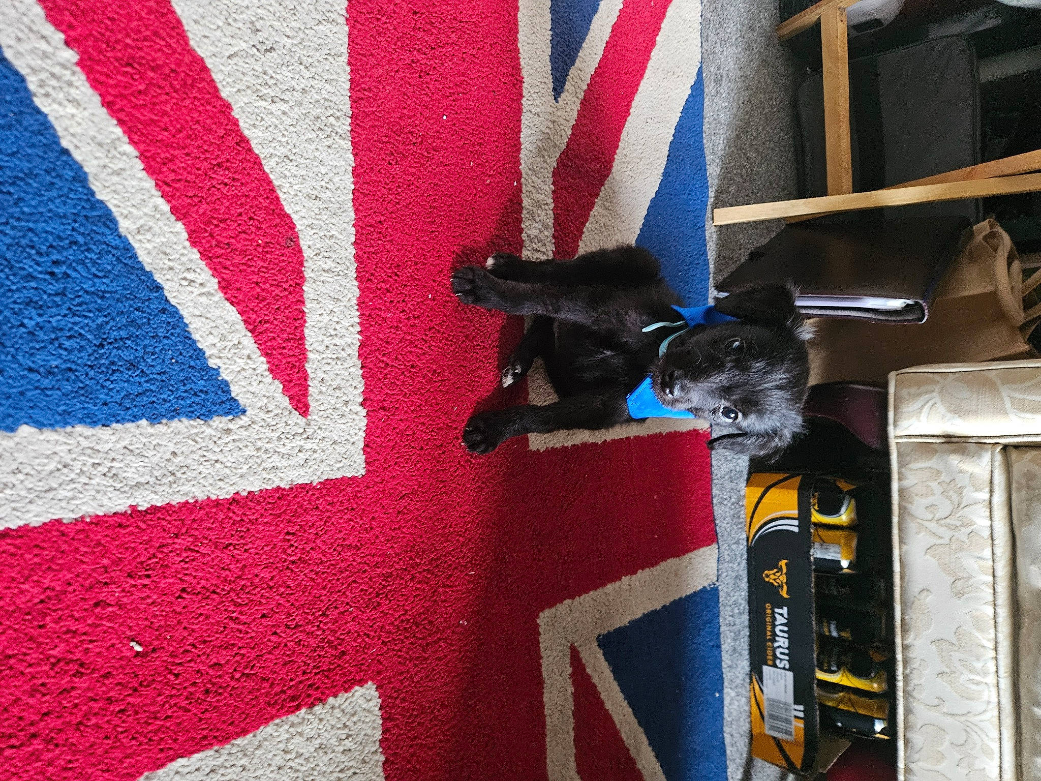 Paddy is registered to the contest to win money with this photo: carmine, carnivore, carpet, collar, dog, dog_breed, electric_blue, felidae, flag, flag_of_the_united_states, flooring, grey, linens, pattern, rectangle, room, tail, textile, window, woven_fabric