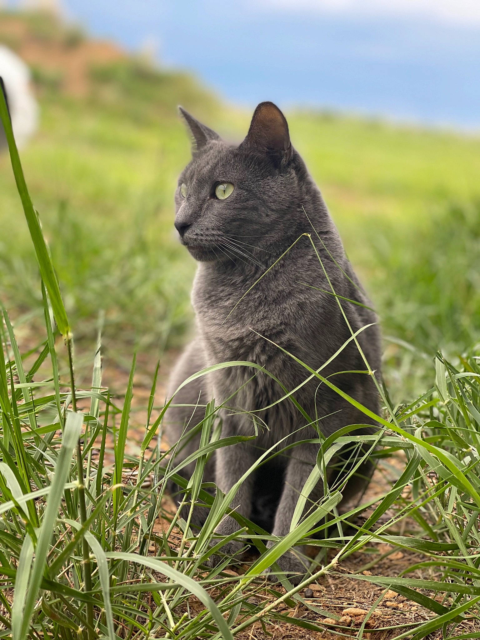 Gunner joined the competition — help win amazing prizes! carnivore, cat, domestic_short_haired_cat, eye, felidae, fur, grass, grassland, groundcover, iris, mammal, plant, plant_community, sky, small_to_medium_sized_cats, snout, tail, terrestrial_animal, vertebrate, whiskers