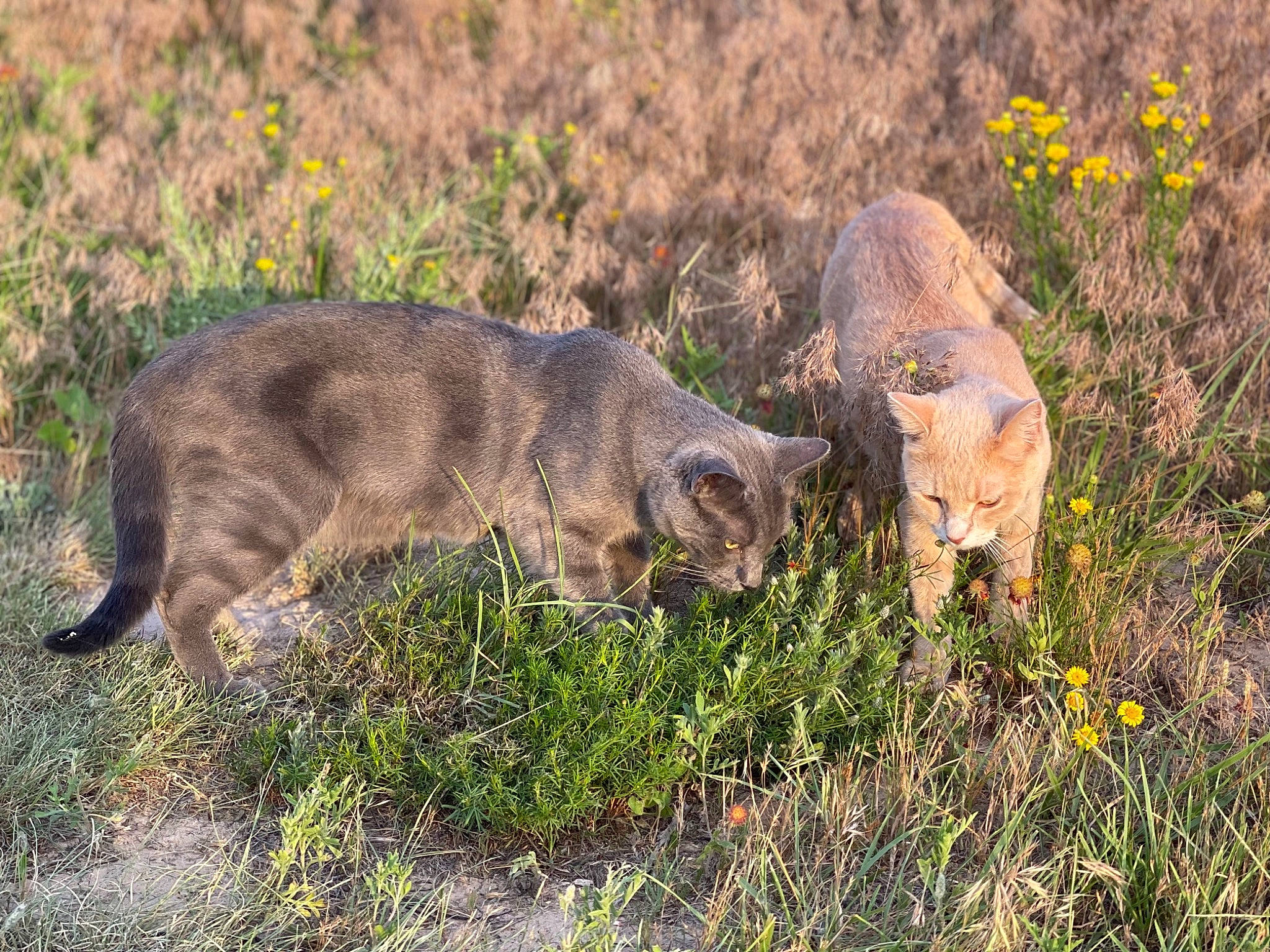 Gunner is registered to the contest to win money with this photo: big_cats, canidae, carnivore, cat, dog_breed, fawn, felidae, fur, grass, grassland, groundcover, natural_landscape, plant, small_to_medium_sized_cats, snout, soil, tail, terrestrial_animal, whiskers, wildlife