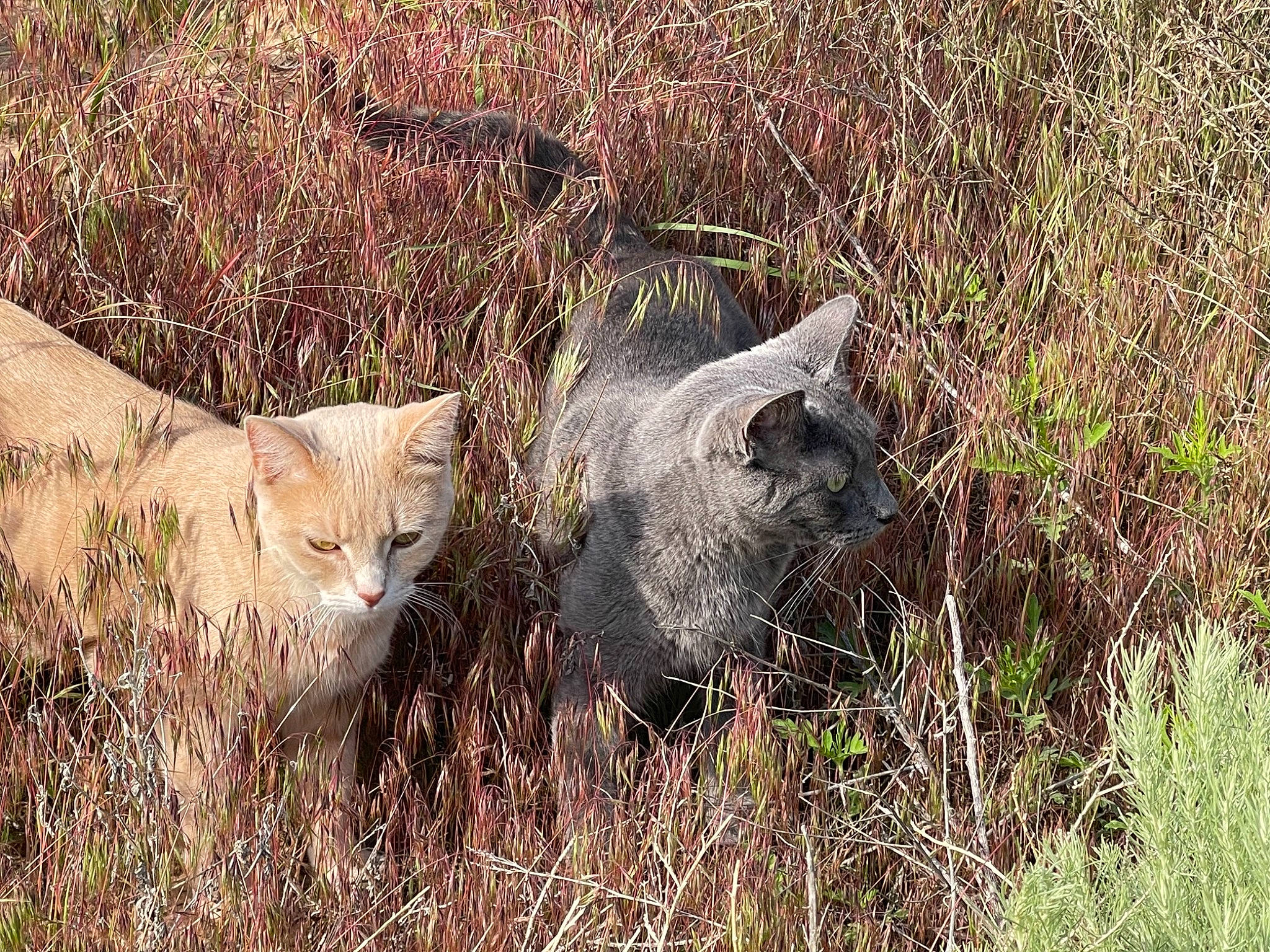 Gunner is registered to the contest to win money with this photo: carnivore, cat, domestic_short_haired_cat, fawn, felidae, fur, grass, grassland, groundcover, plant, plant_community, prairie, shrubland, small_to_medium_sized_cats, snout, soil, tail, terrestrial_animal, whiskers, wildlife