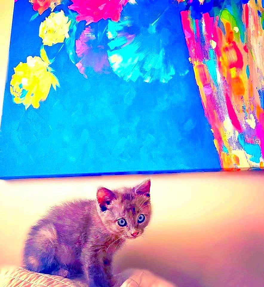 Milly joined the competition — help win amazing prizes! art, azure, blue, carnivore, cat, fawn, felidae, flower, light, orange, paint, petal, photograph, pink, plant, rectangle, sky, textile, whiskers, window