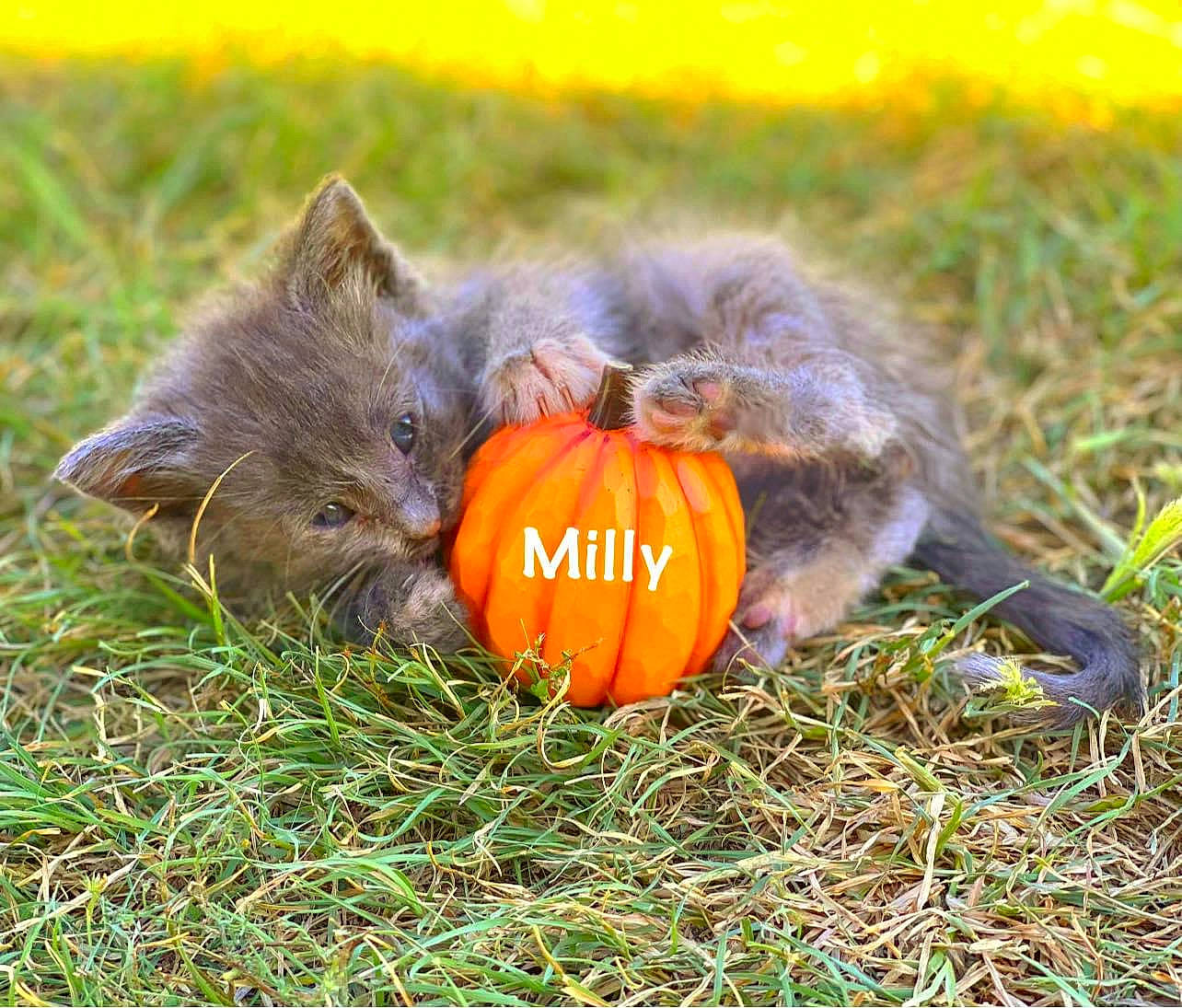 Milly is registered to the contest to win money with this photo: ball, calabaza, canidae, carnivore, cat, cucurbita, felidae, gourd, grass, lawn, plant, pumpkin, small_to_medium_sized_cats, squash, tail, vegetable, vertebrate, whiskers, winter_squash, yellow