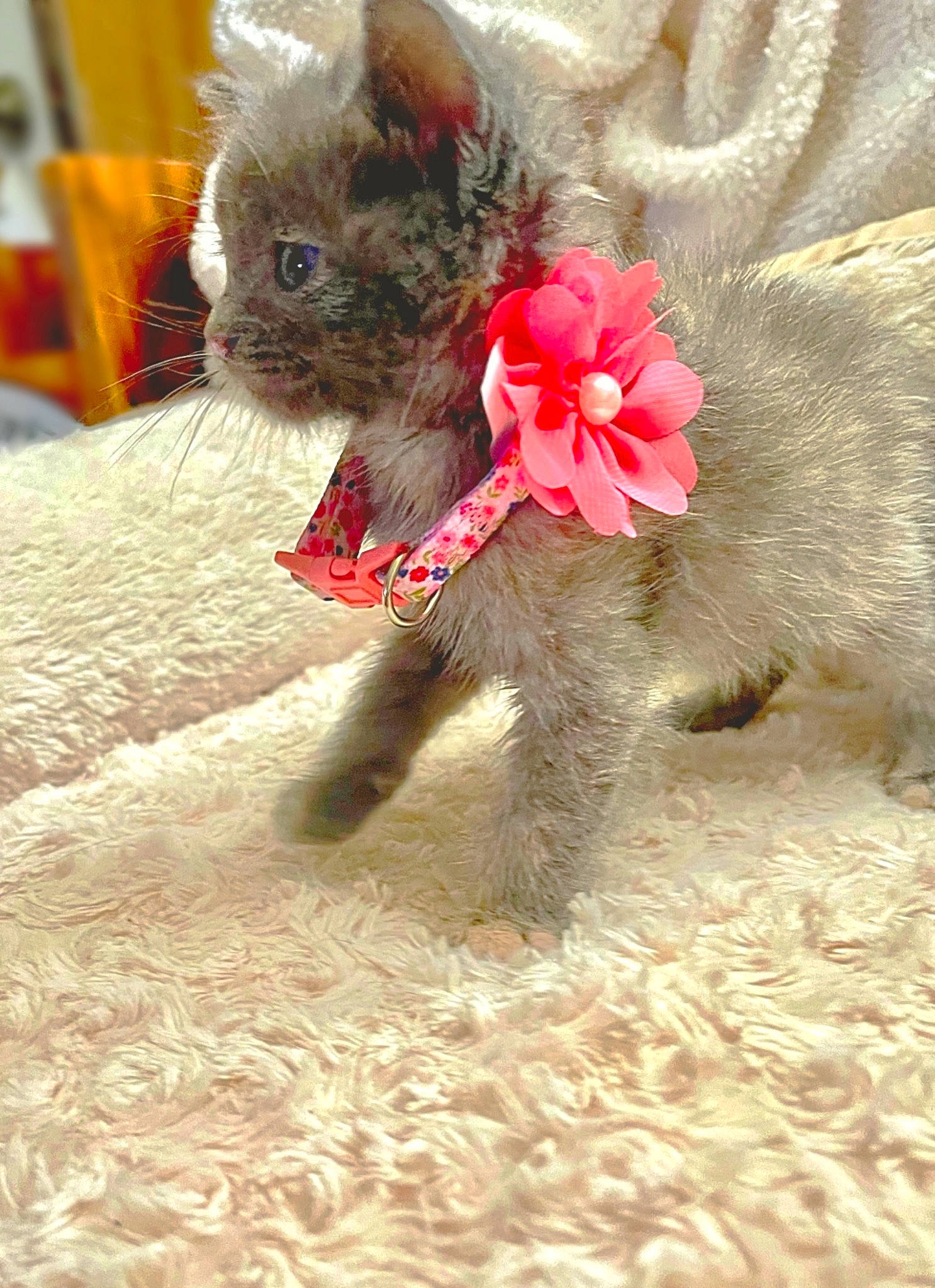 Milly is registered to the contest to win money with this photo: carnivore, cat, claw, companion_dog, dog_breed, domestic_short_haired_cat, fashion_accessory, fawn, felidae, flower, foot, fur, leg, paw, petal, plant, small_to_medium_sized_cats, snout, tail, whiskers