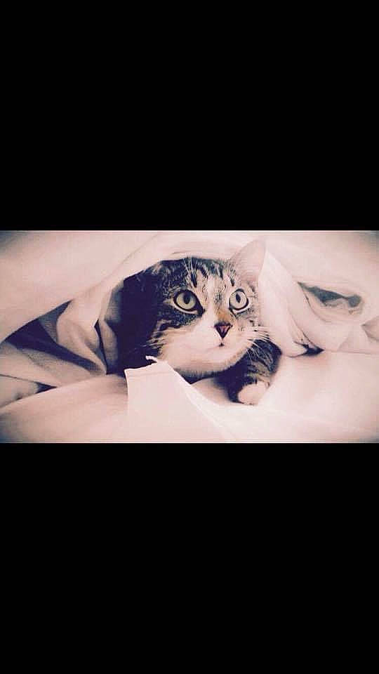 Shadow a rejoint le concours — aidez-le/la à gagner de superbes lots ! art, comfort, darkness, dress, eye, eyelash, eyewear, flash_photography, flesh, font, fur, gesture, monochrome, monochrome_photography, portrait, portrait_photography, room, sitting, sleeve, tints_and_shades