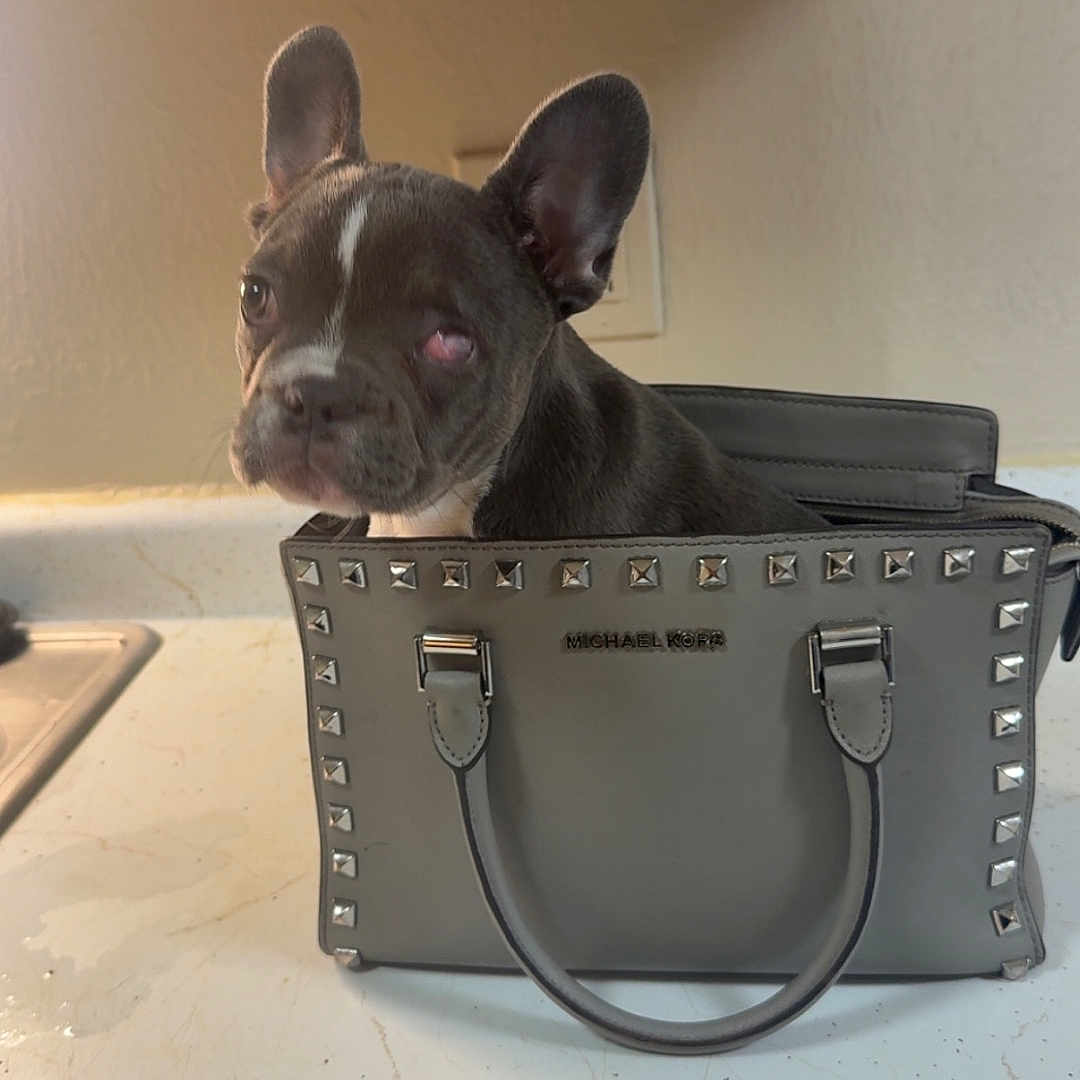 Dimond is registered to the contest to win money with this photo: accessory, animal, brown, countertop, curious, cute, dog, ears, face, fashion, french_bulldog, handbag, indoor, kitchen, leather, michael_kors, pet, puppy, small, white