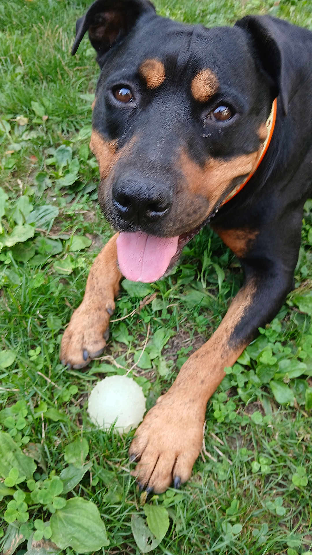 Django participe au concours pour gagner de l'argent avec cette photo : dog, grass, ball, tongue, black_coat, brown_coat, playful, outdoor, pet, animal, canine, happy, front_paws, close_up, nature, greenery, summer, collar, looking_up, tongue_out