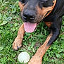 Django a rejoint le concours — aidez-le/la à gagner de superbes lots ! dog, black_and_tan, grass, tongue_out, collar, playful, ball, pets, canine, outdoor, animal, closeup, paw, tongue, happy, nature, summer, greenery, pet_toy, friendly