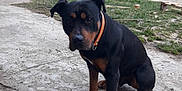 Django participe au concours pour gagner de l'argent avec cette photo : rottweiler, dog, pet, collar, sitting, backyard, concrete, grass, outdoor, animal, canine, pavement, garden, potted_plant, door, window, black_and_brown, mammal, domestic_animal, quiet