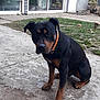rottweiler, dog, pet, collar, sitting, backyard, concrete, grass, outdoor, animal, canine, pavement, garden, potted_plant, door, window, black_and_brown, mammal, domestic_animal, quiet