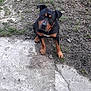Django participe au concours pour gagner de l'argent avec cette photo : dog, black_tan, canine, pet, outdoor, ground, dirt, concrete, curious, sitting, ears, paws, animal, looking_up, head_tilt, fur, collar, nature, companion, young_dog