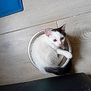 Void a rejoint le concours — aidez-le/la à gagner de superbes lots ! kitten, cat, animal, pet, bowl, floor, tile, white, black, fur, curled_up, cute, small, indoor, looking_up, young, domestic, cozy, resting, curious