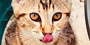 Minouche participe au concours pour gagner de l'argent avec cette photo : kitten, cat, tabby, animal, pet, fur, whiskers, ears, tongue, close_up, cute, young, playful, outdoor, ground, paws, eyes, mammal, feline, portrait