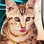 kitten, cat, tabby, animal, pet, fur, whiskers, ears, tongue, close_up, cute, young, playful, outdoor, ground, paws, eyes, mammal, feline, portrait