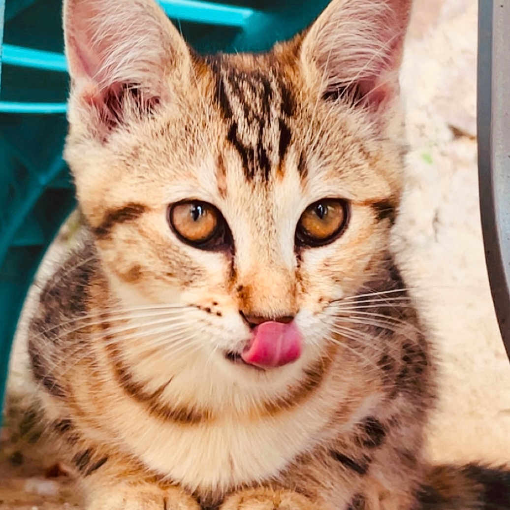 Minouche participe au concours pour gagner de l'argent avec cette photo : animal, cat, close_up, cute, ears, eyes, feline, fur, ground, kitten, mammal, outdoor, paws, pet, playful, portrait, tabby, tongue, whiskers, young