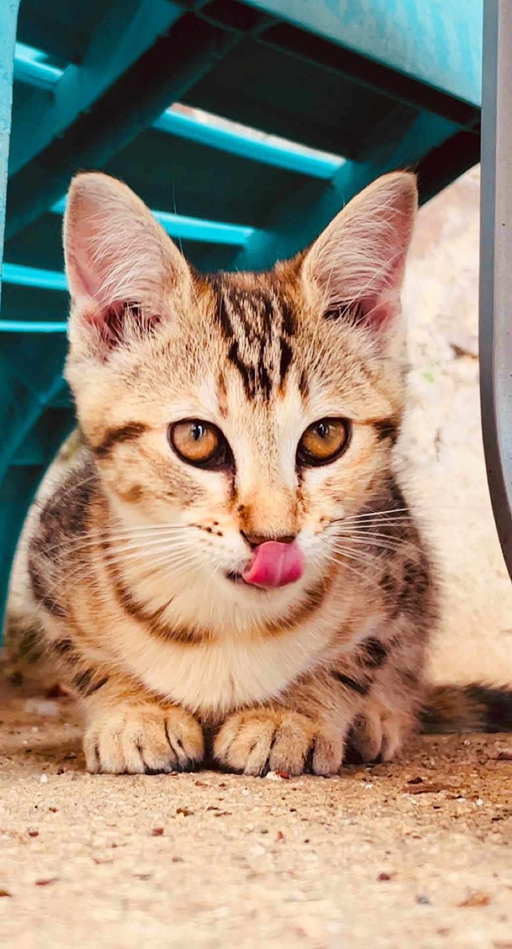 Minouche participe au concours pour gagner de l'argent avec cette photo : kitten, cat, tabby, animal, pet, fur, whiskers, ears, tongue, close_up, cute, young, playful, outdoor, ground, paws, eyes, mammal, feline, portrait