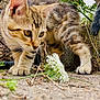 Minouche a rejoint le concours — aidez-le/la à gagner de superbes lots ! kitten, cat, tabby, animal, curious, flower, outdoor, nature, whiskers, paws, closeup, plant, greenery, stone_wall, young_cat, pet, feline, fur, tail, ground