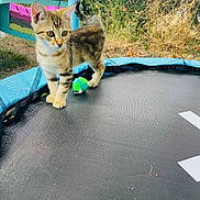 Minouche participe au concours pour gagner de l'argent avec cette photo : kitten, cat, trampoline, netting, toy, outdoor, play, animal, young, curious, feline, pet, grass, daylight, nature, colorful, small, cute, alert, standing