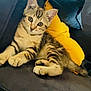 Minouche a rejoint le concours — aidez-le/la à gagner de superbes lots ! kitten, cat, tabby, couch, pillow, yellow_pillow, blue_cushion, indoor, pet, feline, cute, relaxed, fur, whiskers, ears, eyes, animal, domestic, resting, closeup