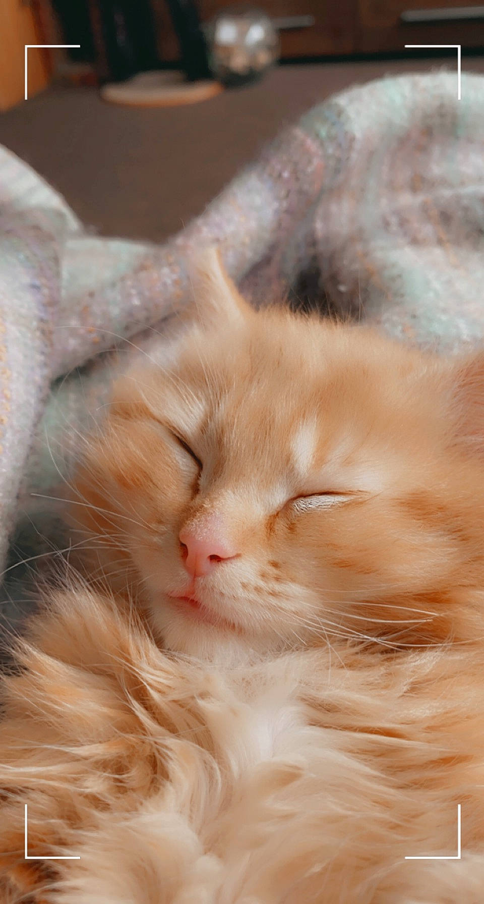 Kernel joined the competition — help win amazing prizes! carnivore, cat, claw, comfort, ear, eye, fawn, felidae, fur, iris, natural_material, paw, peach, small_to_medium_sized_cats, snout, tail, whiskers, wood