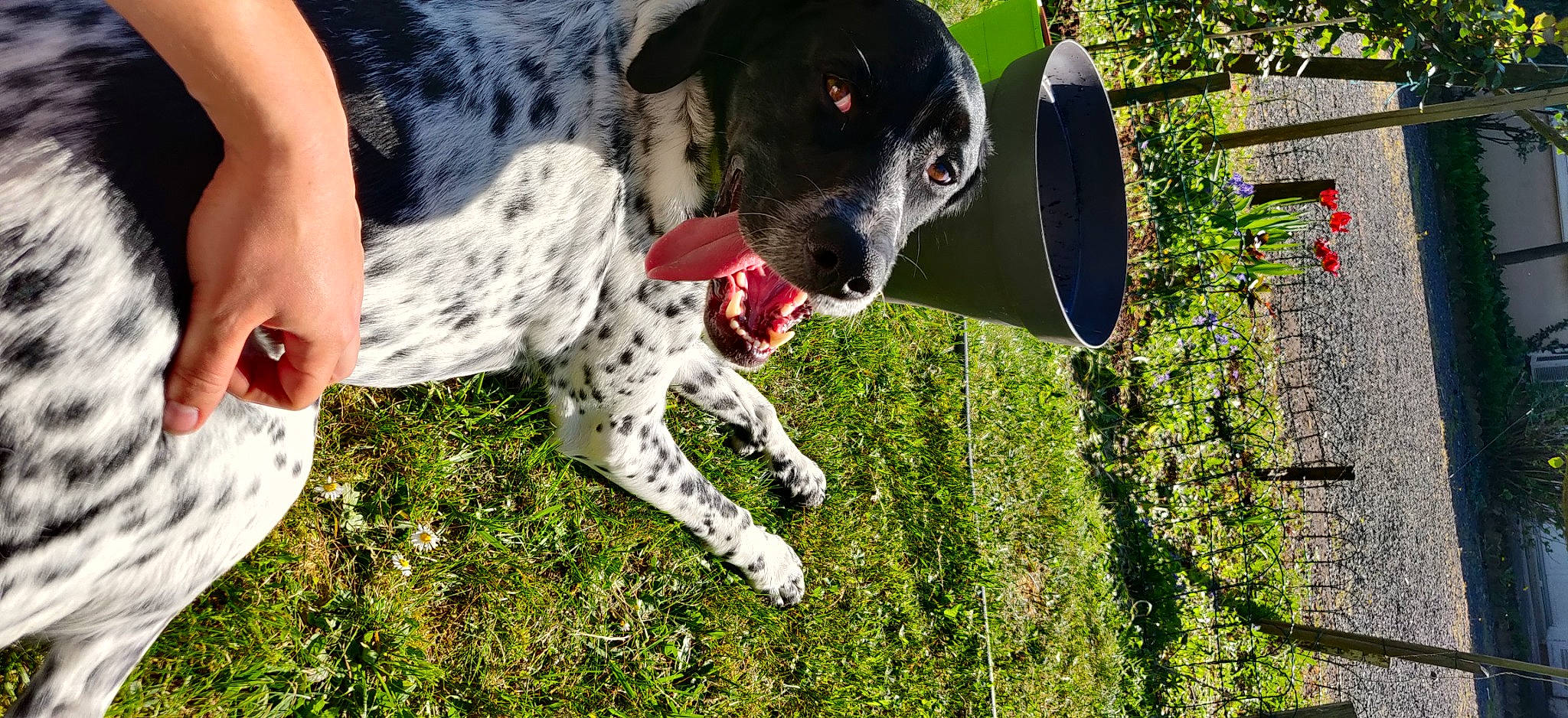 Padda participe au concours pour gagner de l'argent avec cette photo : canidae, carnivore, collar, companion_dog, dalmatian, dog, dog_breed, dog_collar, fawn, grass, guard_dog, hunting_dog, non_sporting_group, plant, pointing_breed, recreation, snout, sporting_group, working_animal, working_dog