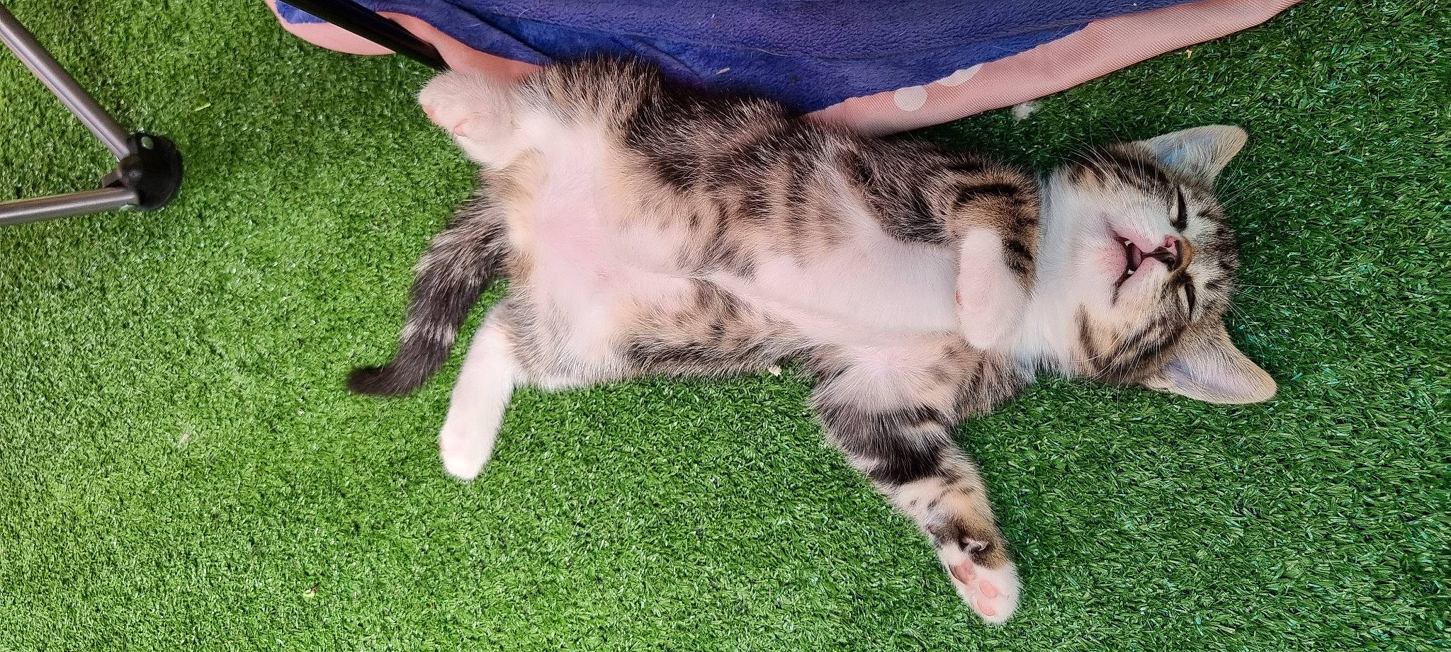 Pantoufle participe au concours pour gagner de l'argent avec cette photo : carnivore, cat, claw, comfort, domestic_short_haired_cat, felidae, foot, fur, grass, lap, nap, paw, sleep, small_to_medium_sized_cats, snout, tail, terrestrial_animal, whiskers, wildlife