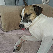 Milo is registered to the contest to win money with this photo: blanket, brown_fur, calm, close_up, comfort, cozy, cute, dog, domestic_animal, indoor, napping, paw, pet, pillow, relaxed, resting, short_hair, sleeping, tongue_out, white_fur