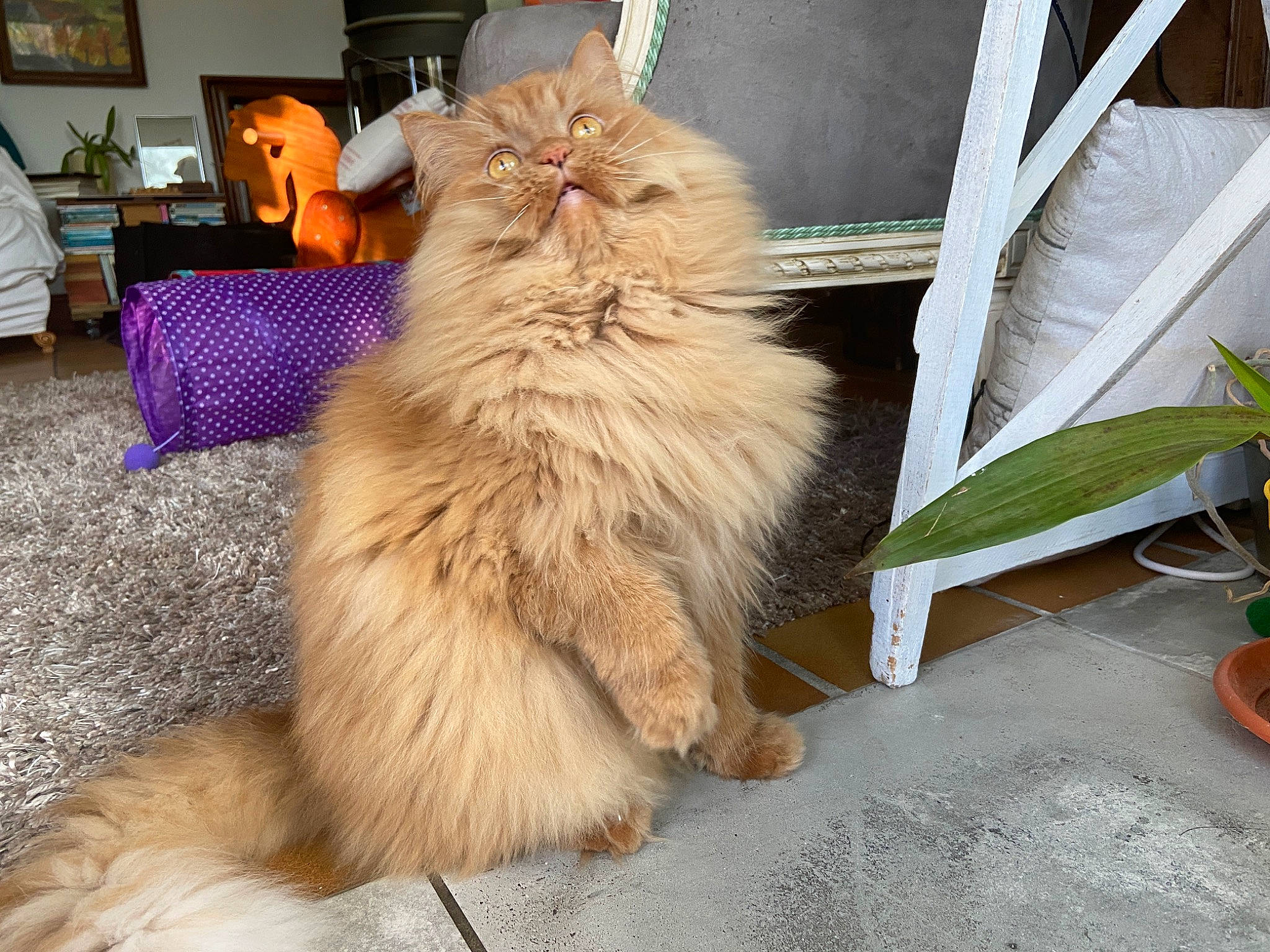 Largo participe au concours pour gagner de l'argent avec cette photo : asian_semi_longhair, carnivore, cat, domestic_long_haired_cat, fawn, felidae, fur, maine_coon, mammal, norwegian_forest_cat, persian, plant, ragamuffin, siberian, small_to_medium_sized_cats, somali, tail, whiskers