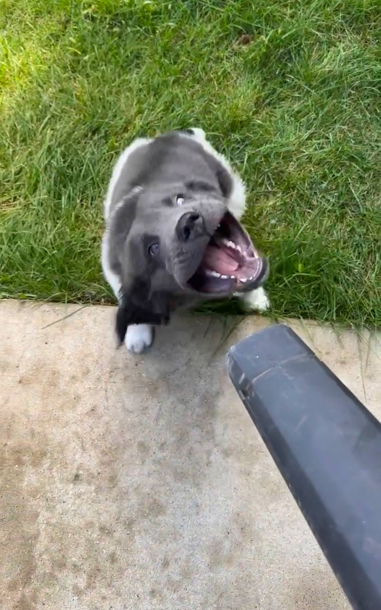 Zeus is registered to the contest to win money with this photo: asphalt, canidae, carnivore, collar, companion_dog, dog, dog_breed, dog_supply, fawn, fur, grass, non_sporting_group, paw, road_surface, snout, sporting_group, tail, terrestrial_animal, whiskers, working_animal